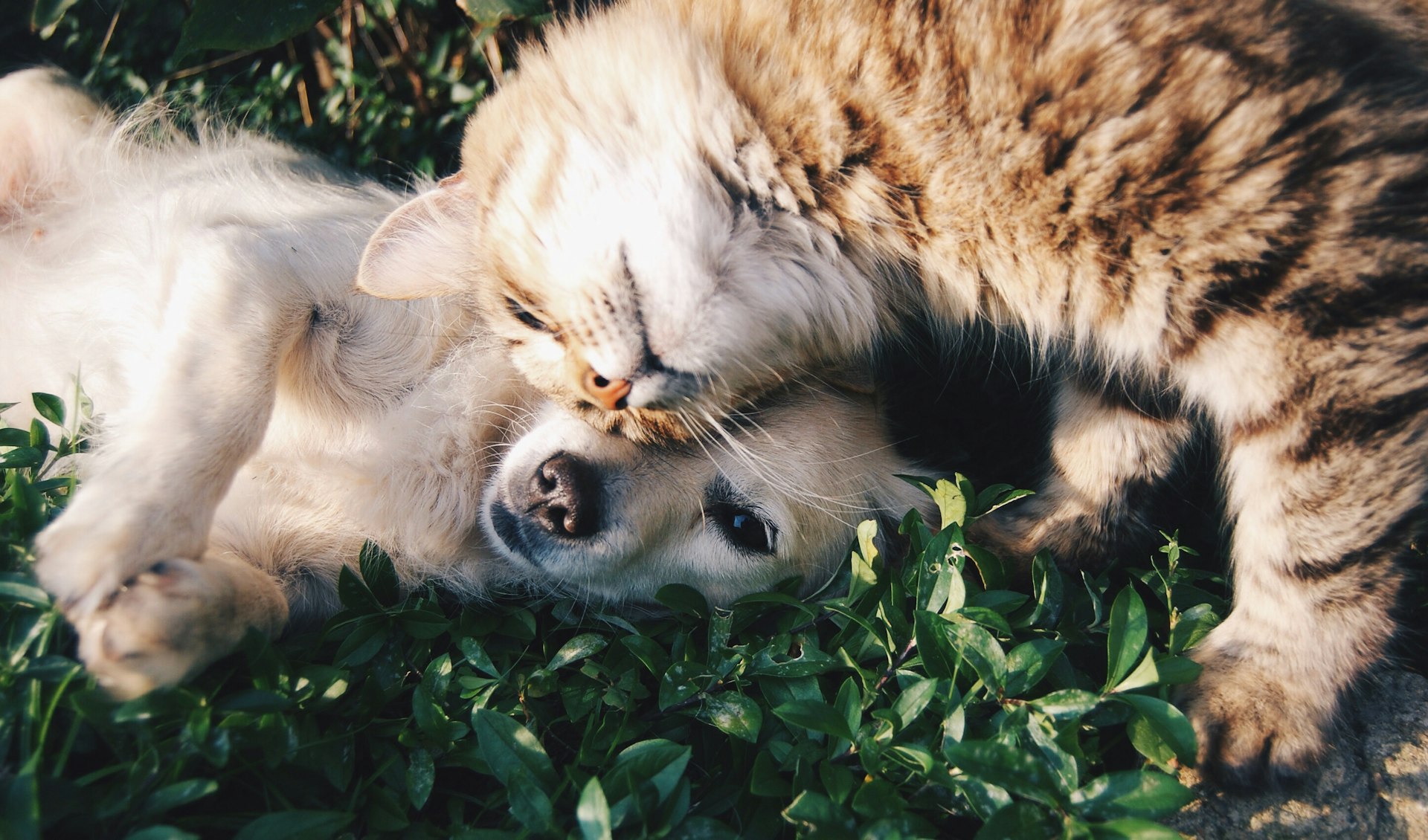 Mascota feliz