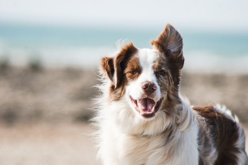 Pet Sitter